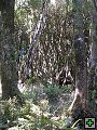 thn_NZ leden-unor 2006 251.jpg
